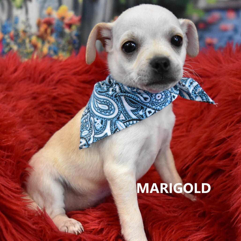 Enlarge Marigold, a Adoptable mixed breed in Tempe, AZ image 2/2