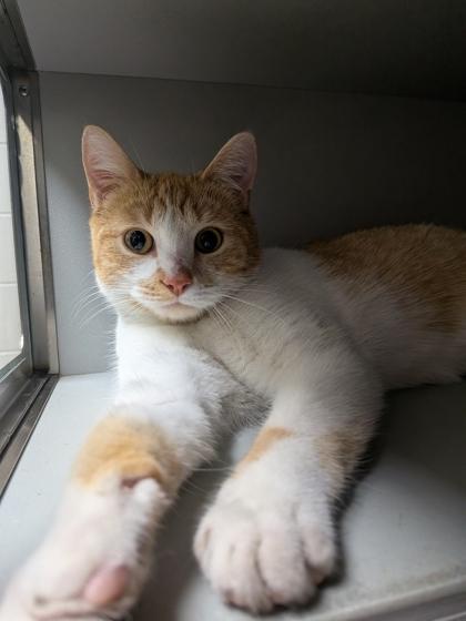 Manny, Adoptable, Young Male Domestic Short Hair & Domestic Short Hair.