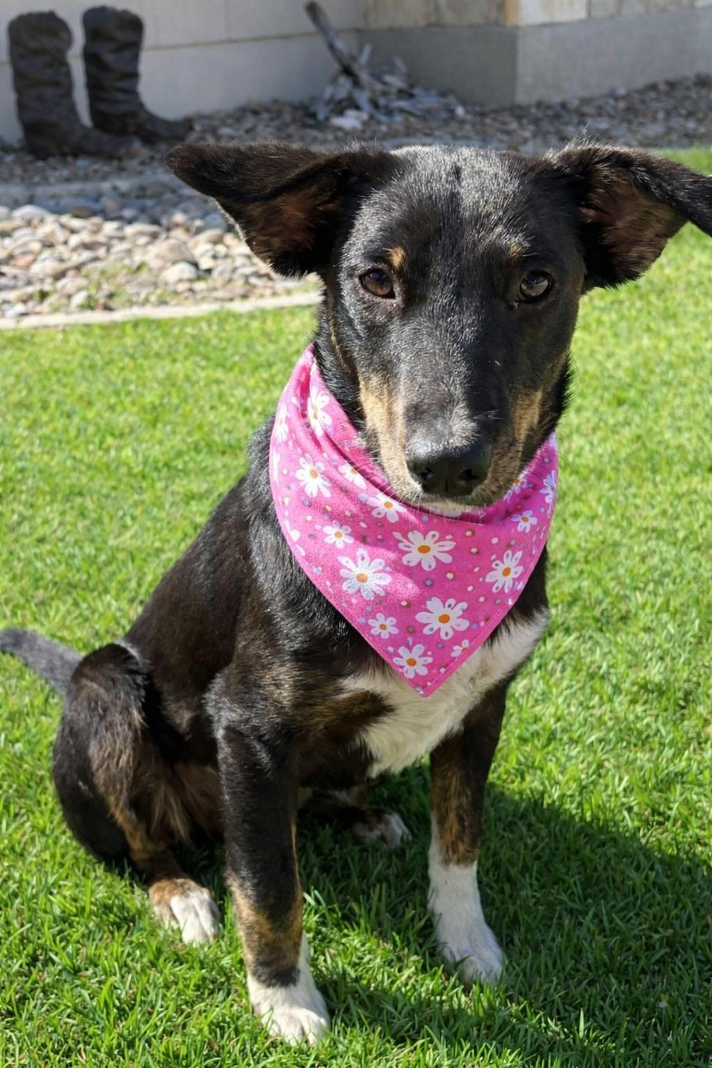 Enlarge  “Perci”, a ADOPTABLE mixed breed in Boston, MA image 3/5