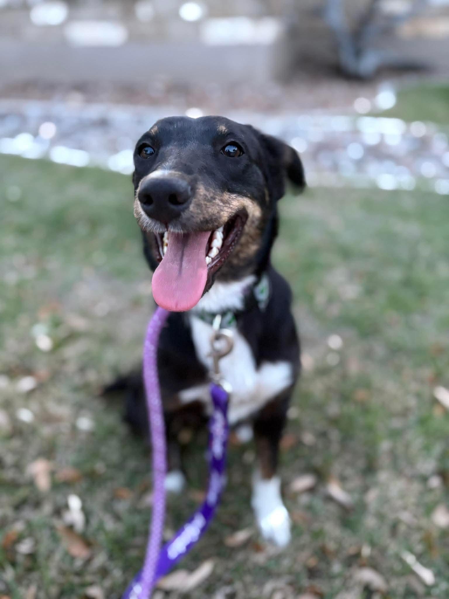 Enlarge  “Perci”, a ADOPTABLE mixed breed in Boston, MA image 4/5