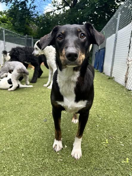 Perci, a ADOPTABLE mixed breed in Boston, MA image 2/6