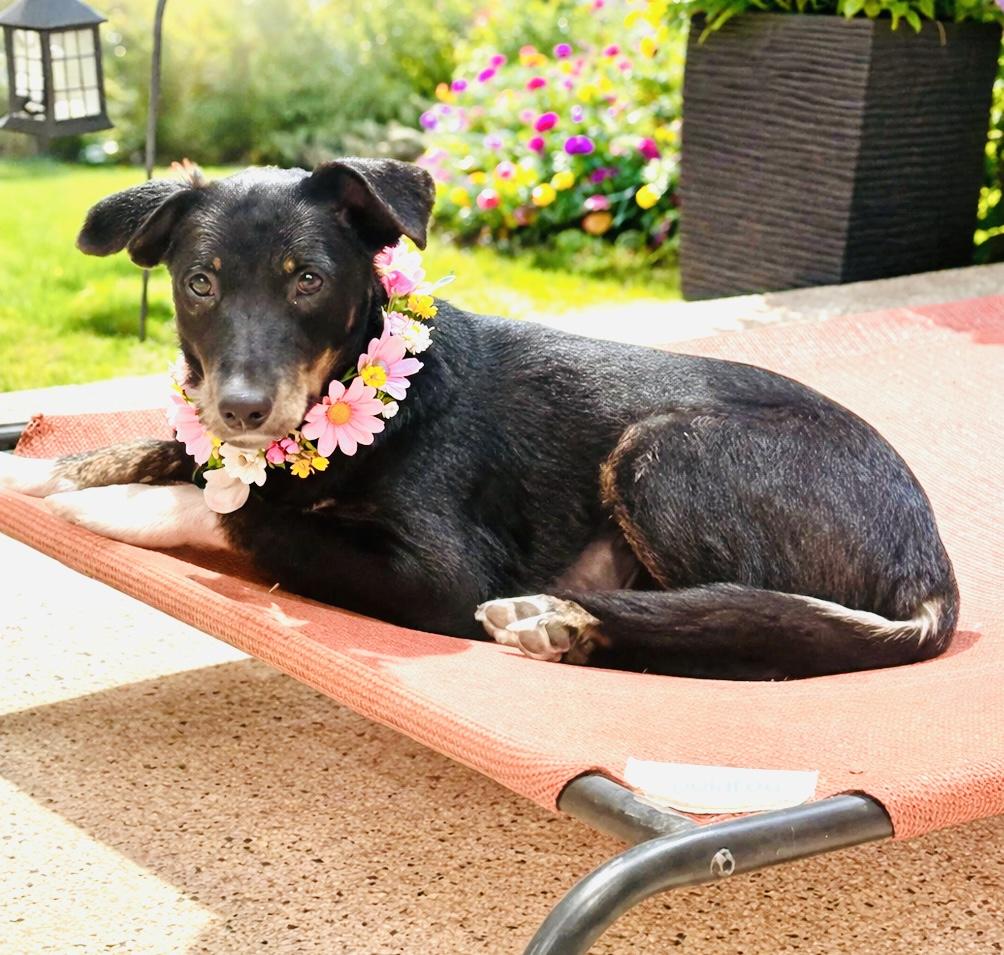 Enlarge  “Perci”, a ADOPTABLE mixed breed in Boston, MA image 2/5