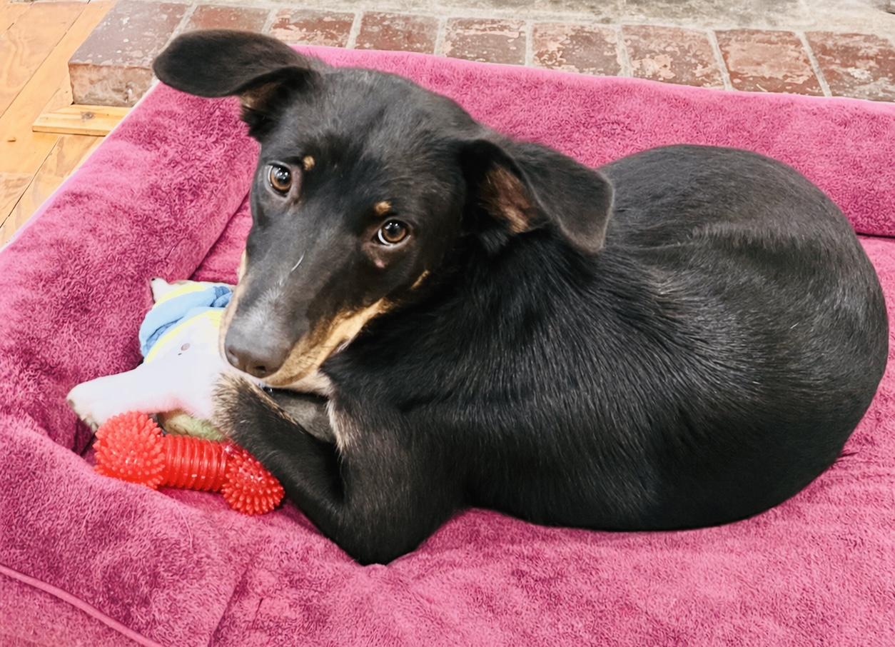 Enlarge  “Perci”, a ADOPTABLE mixed breed in Boston, MA image 2/5
