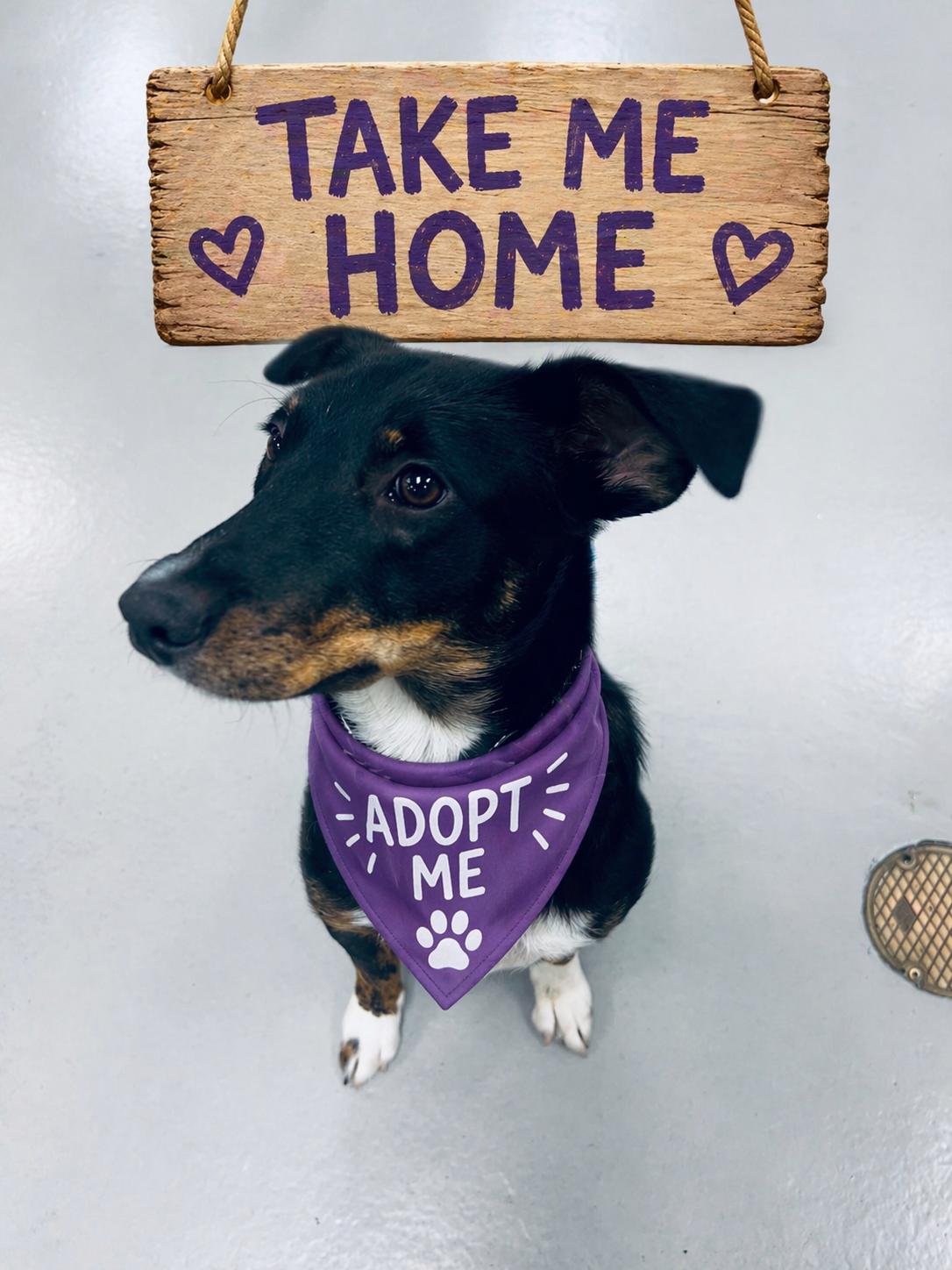  “Perci”, ADOPTABLE, Young Female Labrador Retriever & Australian Kelpie.
