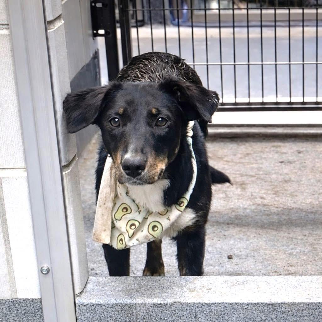 Enlarge  “Perci”, a ADOPTABLE mixed breed in Boston, MA image 5/5