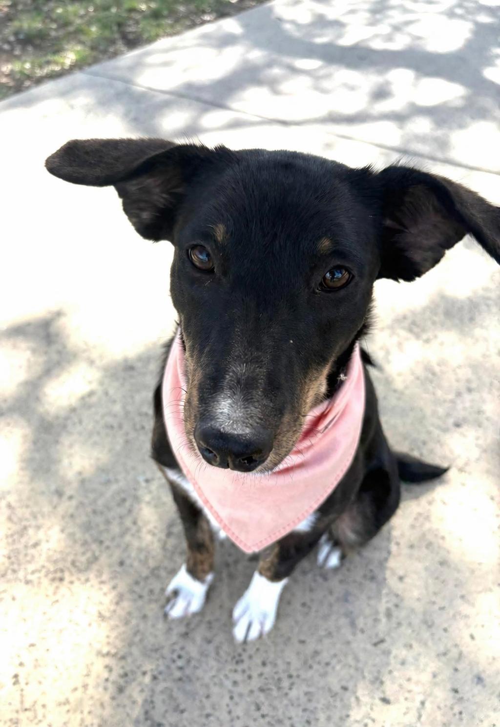  “Perci”, ADOPTABLE, Young Female Cattle Dog & Chocolate Labrador Retriever.