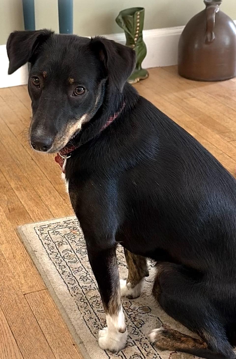 Perci, a ADOPTABLE mixed breed in Boston, MA image 1/6