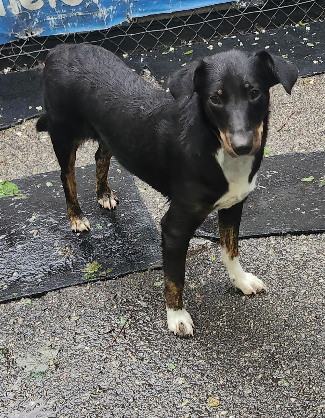 Perci, a ADOPTABLE mixed breed in Boston, MA image 4/6