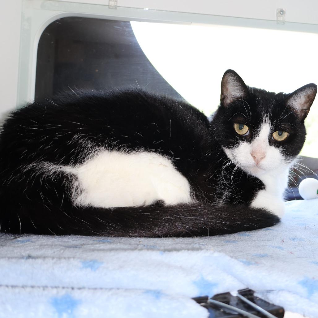 Enlarge Coachella, a Adoptable Domestic Short Hair in Saint Charles, MO image 1/4