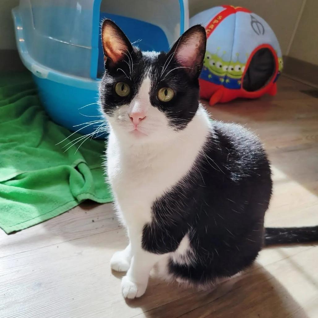 Enlarge Coachella, a Adoptable Domestic Short Hair in Saint Charles, MO image 2/4
