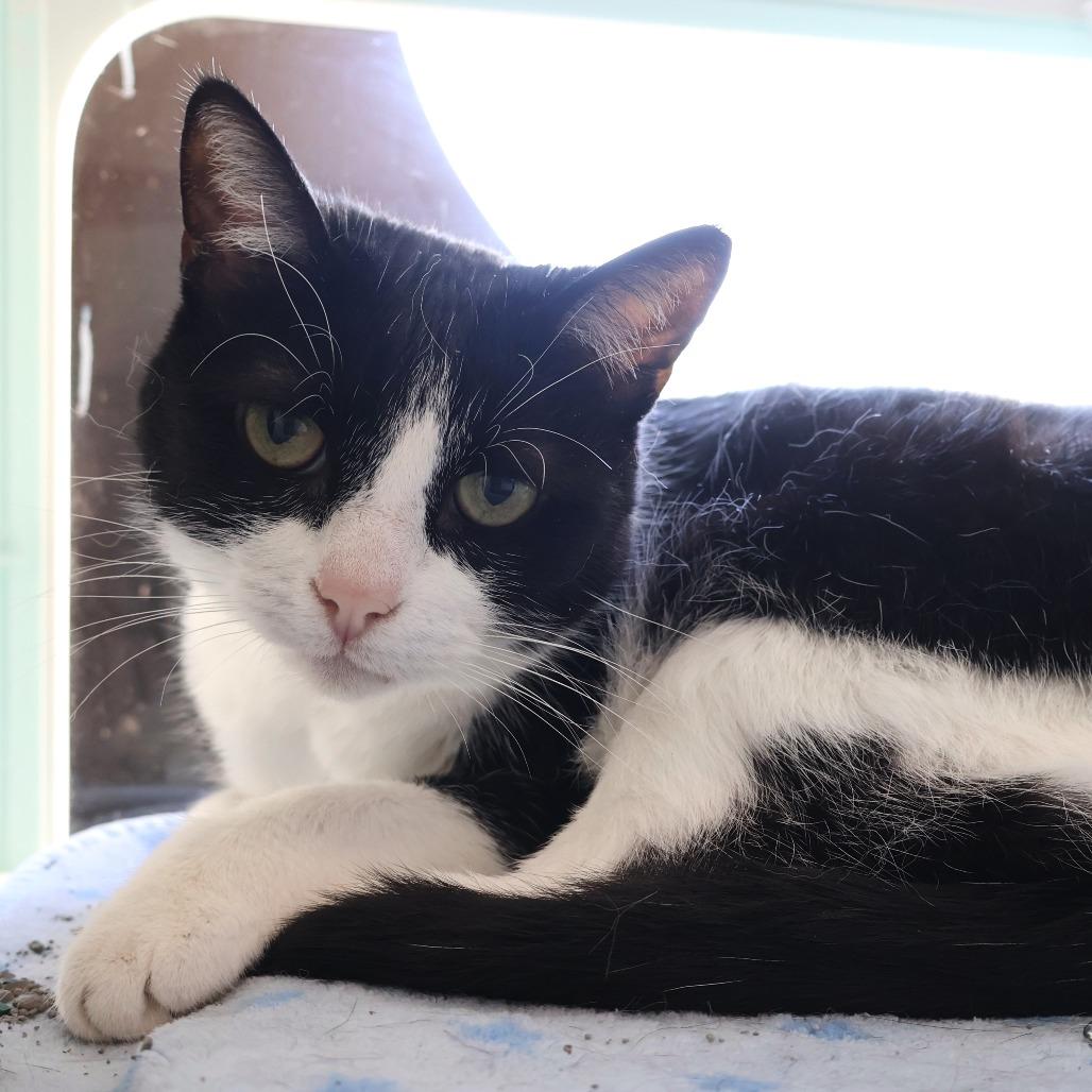 Enlarge Coachella, a Adoptable Domestic Short Hair in Saint Charles, MO image 3/4