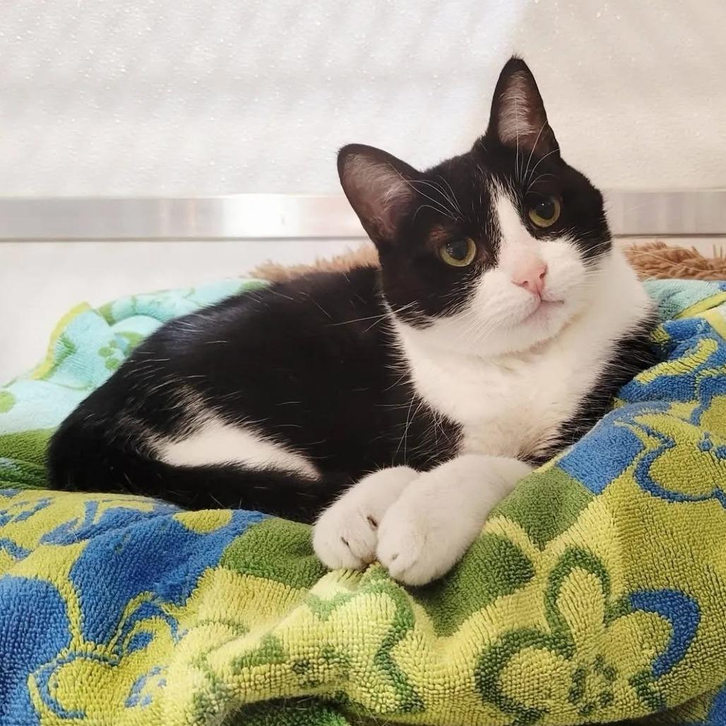 Enlarge Coachella, a Adoptable Domestic Short Hair in Saint Charles, MO image 4/4
