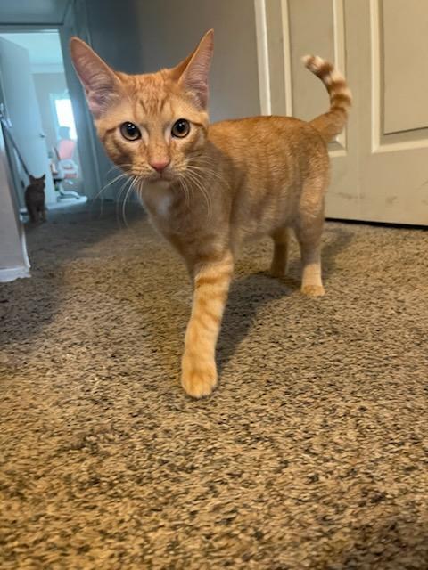 Spot, Adoptable, Young Male Domestic Short Hair.