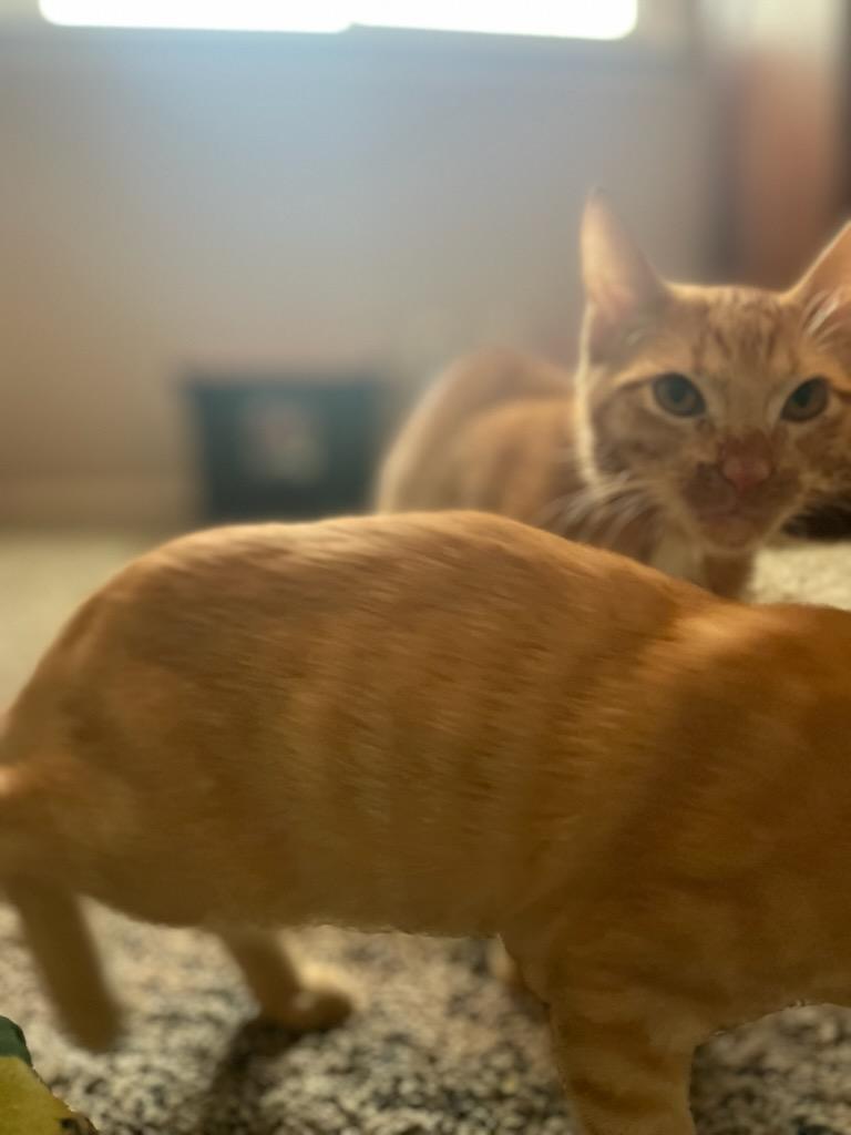 Enlarge Spot, a Adoptable Domestic Short Hair in Clawson, MI image 2/5