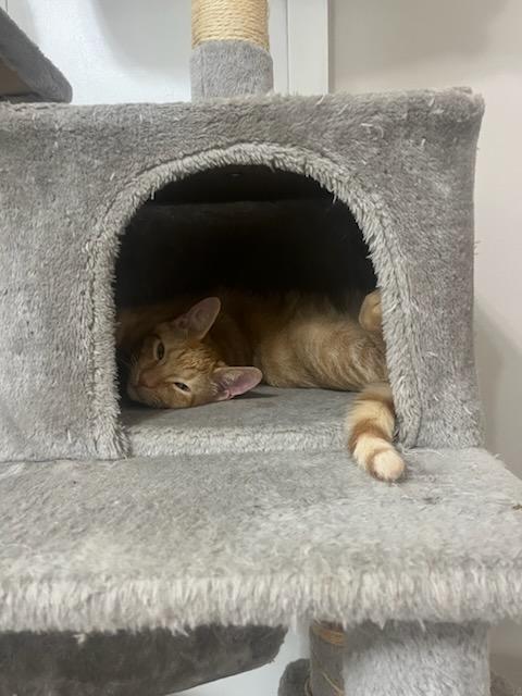 Enlarge Spot, a Adoptable Domestic Short Hair in Clawson, MI image 3/5