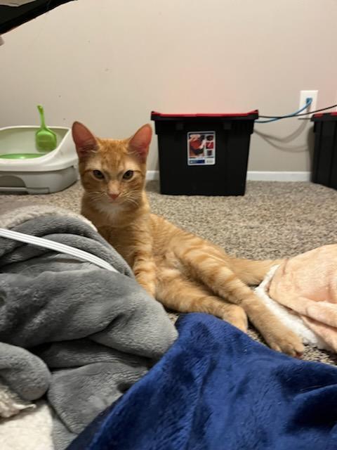 Enlarge Spot, a Adoptable Domestic Short Hair in Clawson, MI image 4/5