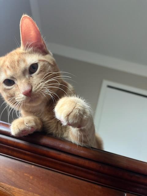 Enlarge Spot, a Adoptable Domestic Short Hair in Clawson, MI image 5/5