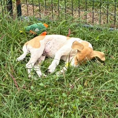 Miso, Adoptable, Puppy Male Terrier.