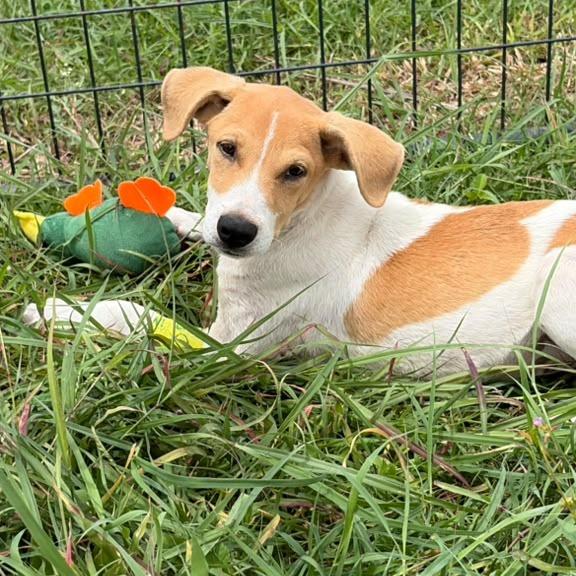 Miso, a Adoptable Terrier in Harlingen, TX image 2/4