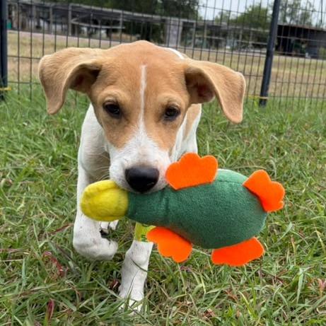 Miso, a Adoptable Terrier in Harlingen, TX image 3/4