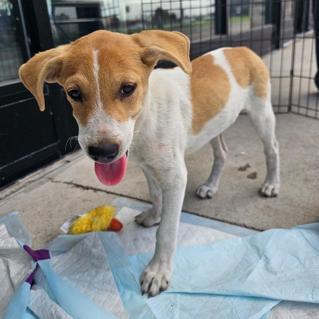 Miso, a Adoptable Terrier in Harlingen, TX image 4/4