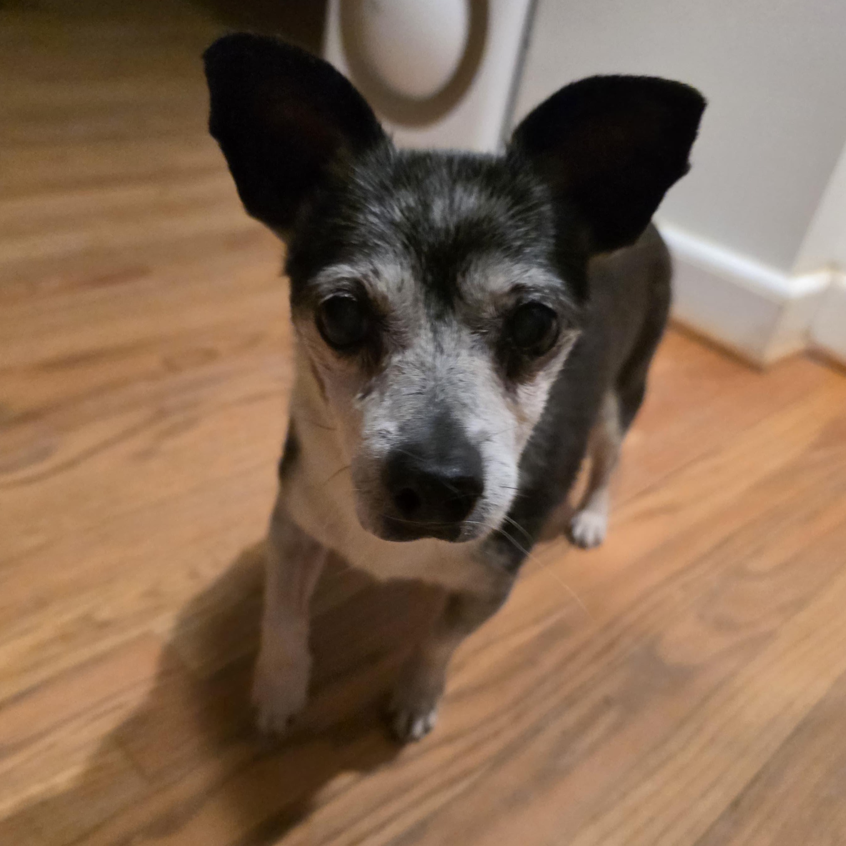 Enlarge Elvis, an adoptable mixed breed in Baldwin, MD image 5/6