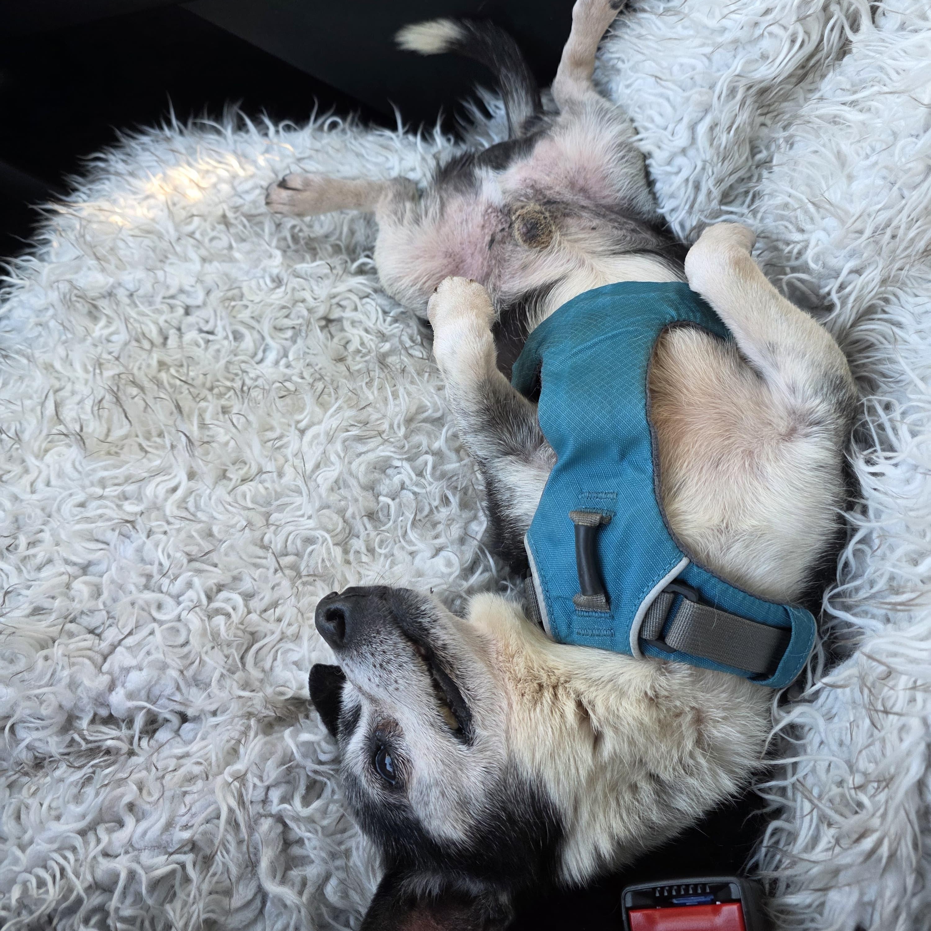 Enlarge Elvis, an adoptable mixed breed in Baldwin, MD image 3/6