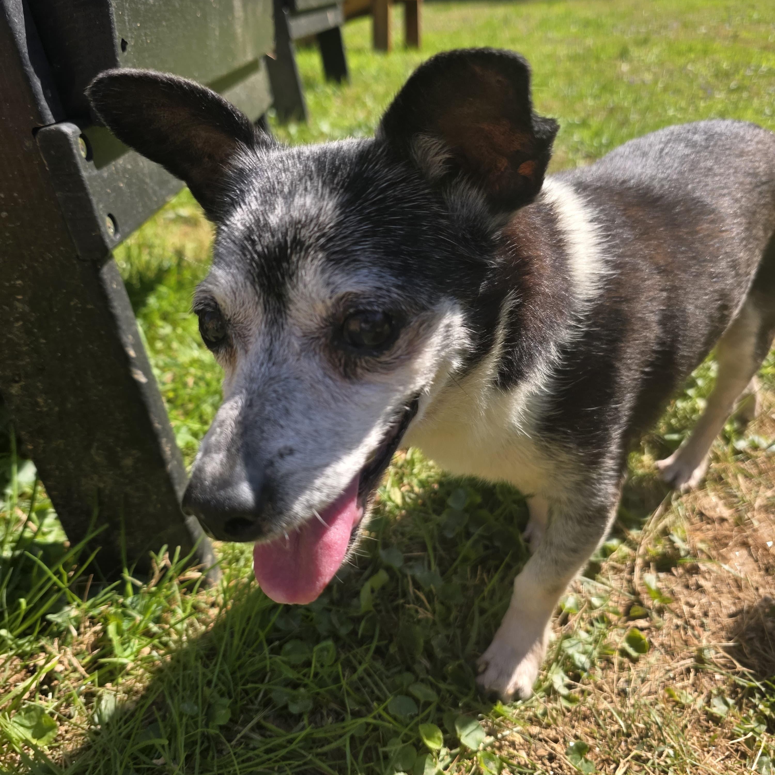 Enlarge Elvis, an adoptable mixed breed in Baldwin, MD image 4/6