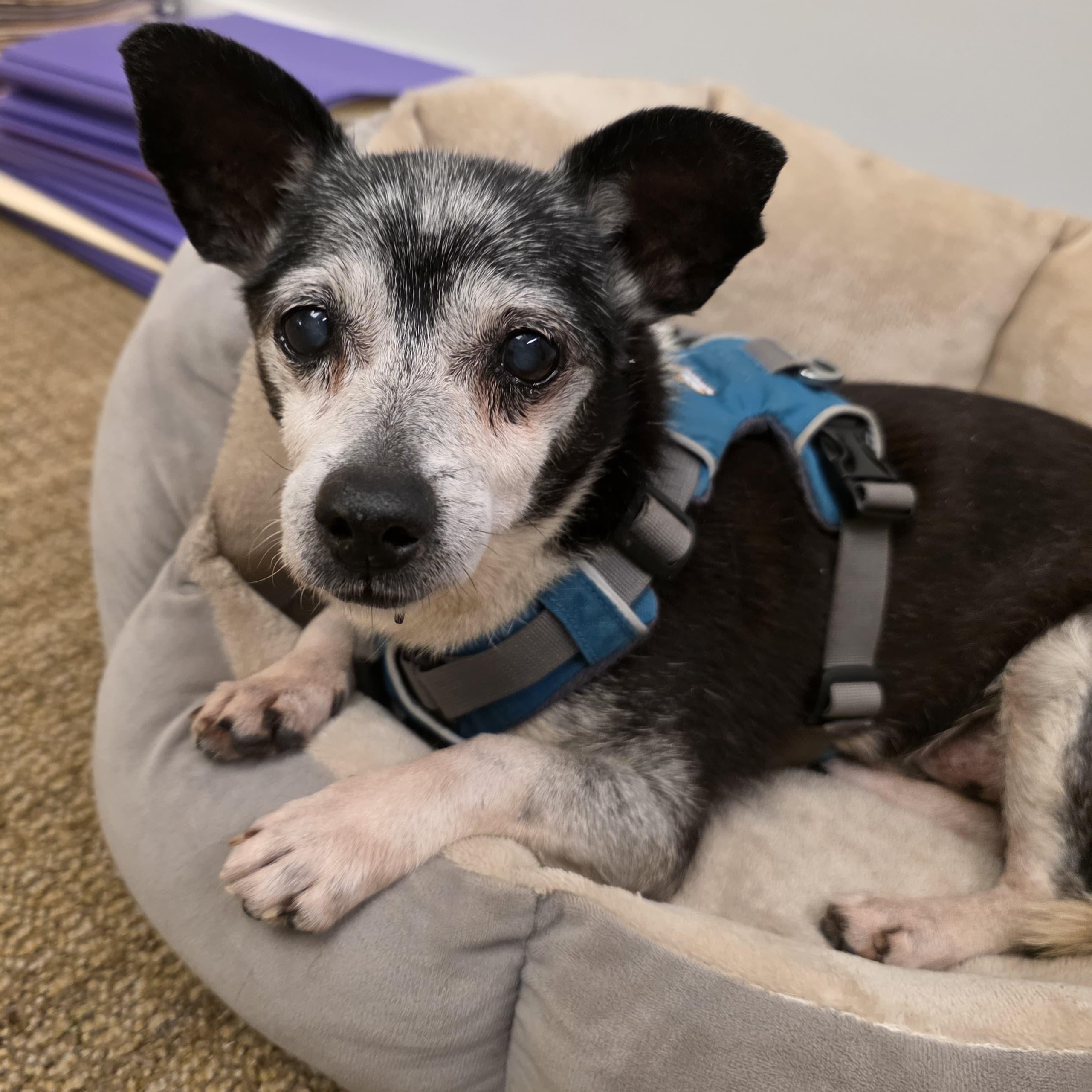 Elvis, adoptable, Senior Male Chihuahua.