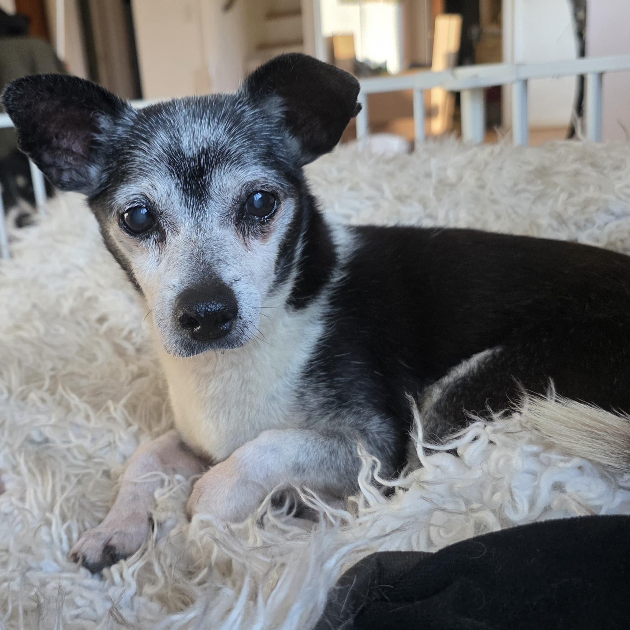 Enlarge Elvis, an adoptable mixed breed in Baldwin, MD image 6/6