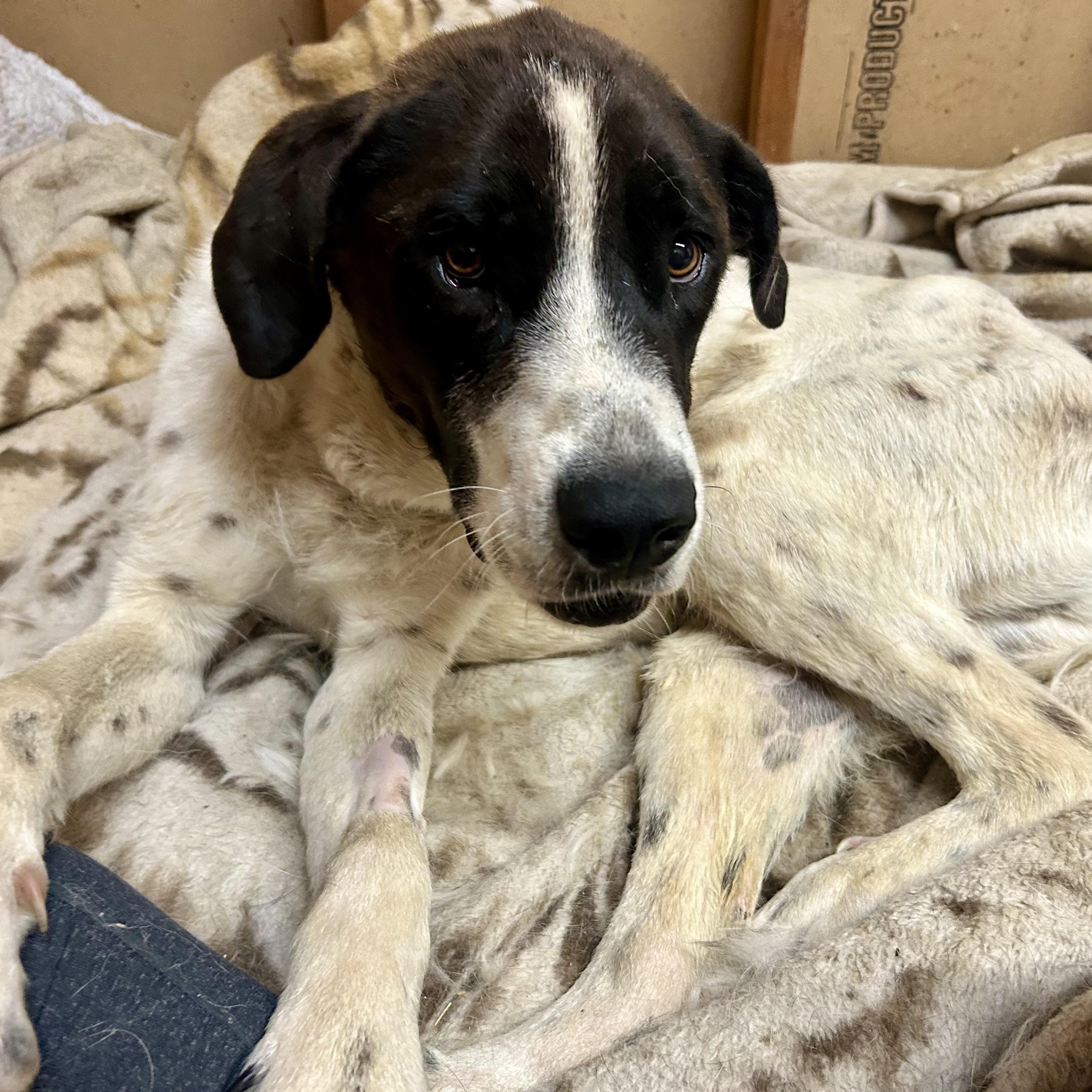 Enlarge Batman, a ADOPTABLE mixed breed in Edmonton, AB image 2/4