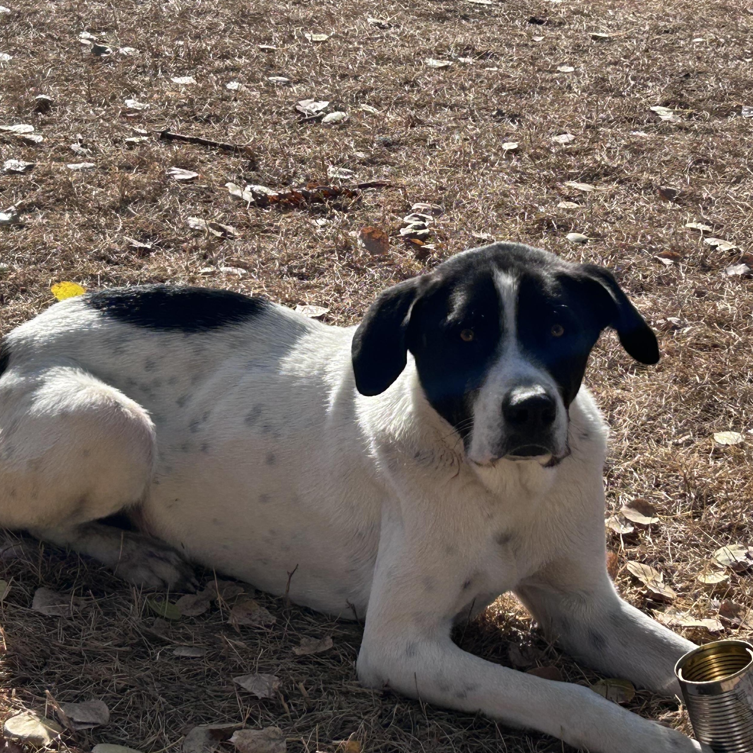 Batman, ADOPTABLE, Young Male Saint Bernard & Black Labrador Retriever.