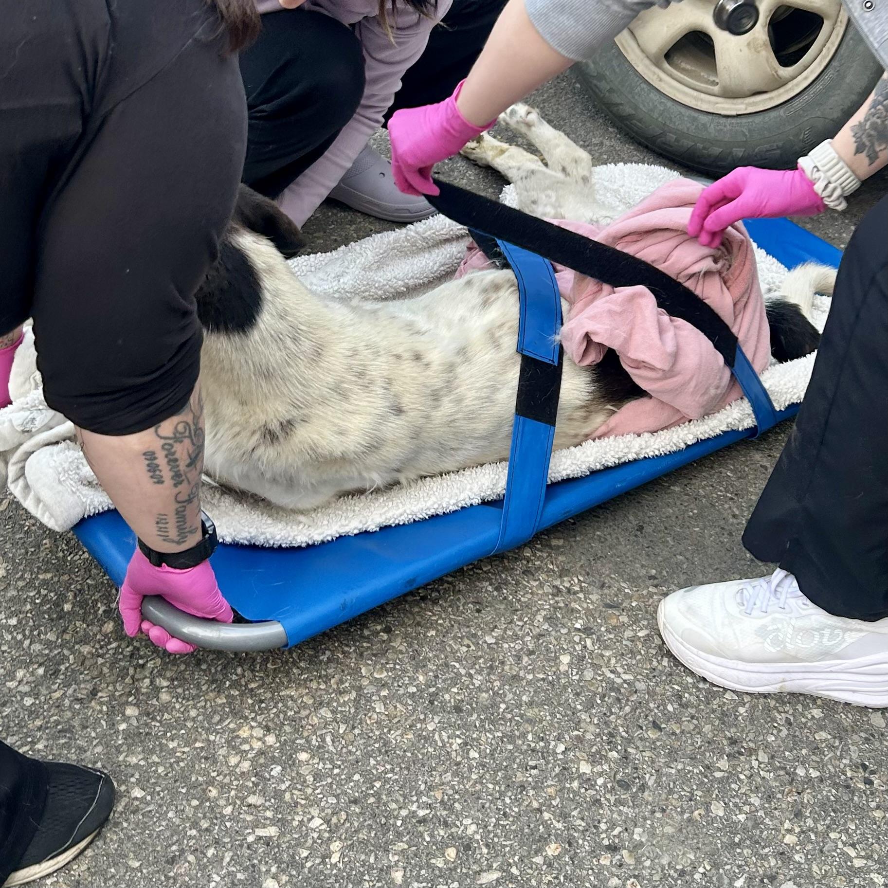 Enlarge Batman, a ADOPTABLE mixed breed in Edmonton, AB image 4/4