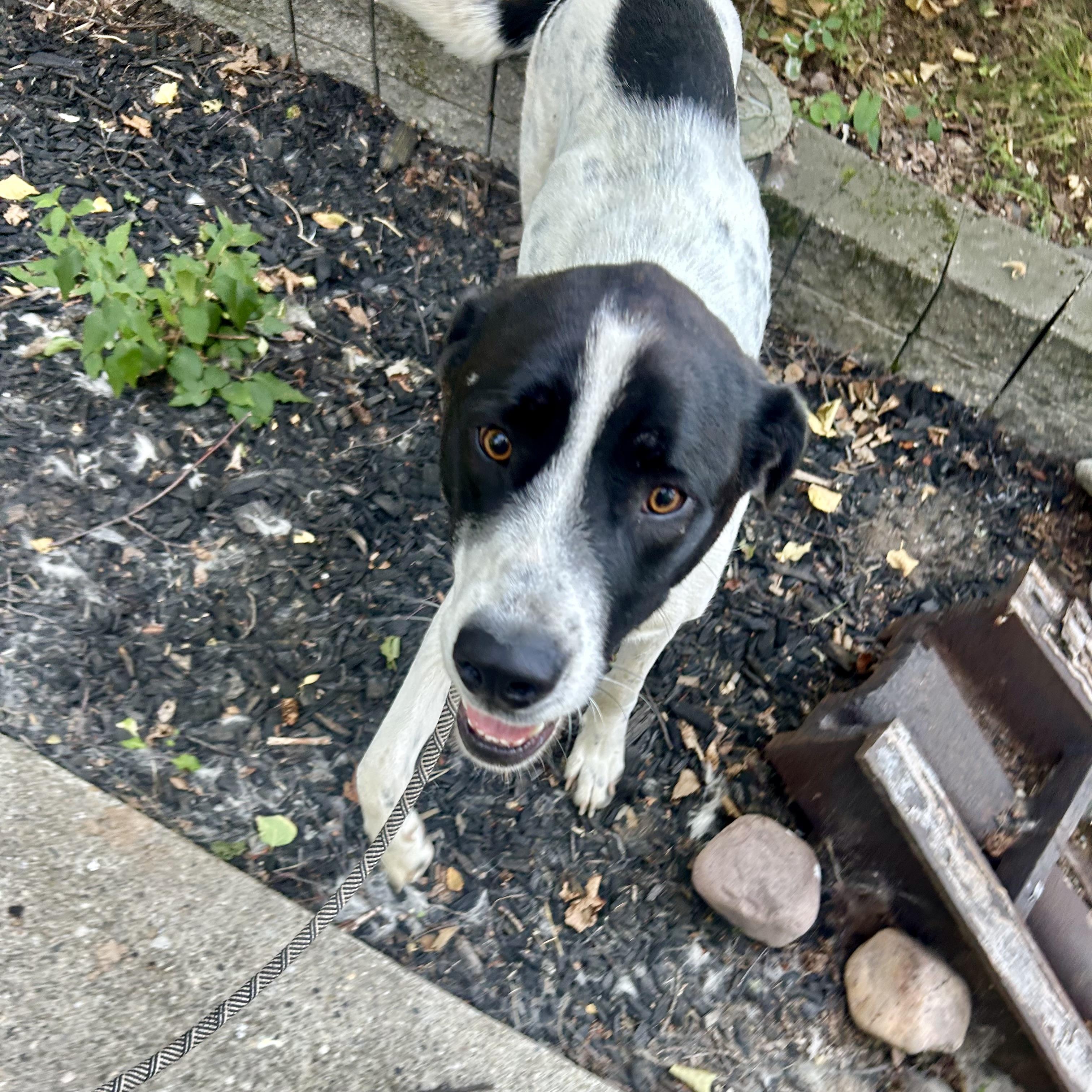 Enlarge Batman, a ADOPTABLE mixed breed in Edmonton, AB image 3/4