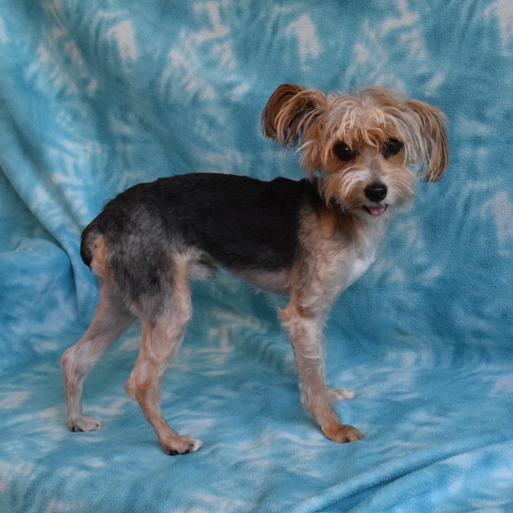 Franklin, Adoptable, Adult Male Yorkshire Terrier.