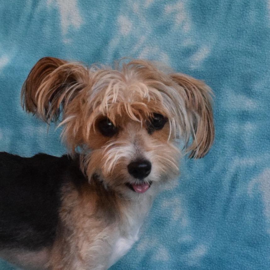 Franklin, a Adoptable Yorkshire Terrier in Eureka, CA image 2/2