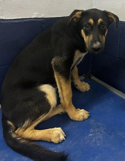 Bark Twain - 3 Months, Adoptable, Young Male Labrador Retriever.