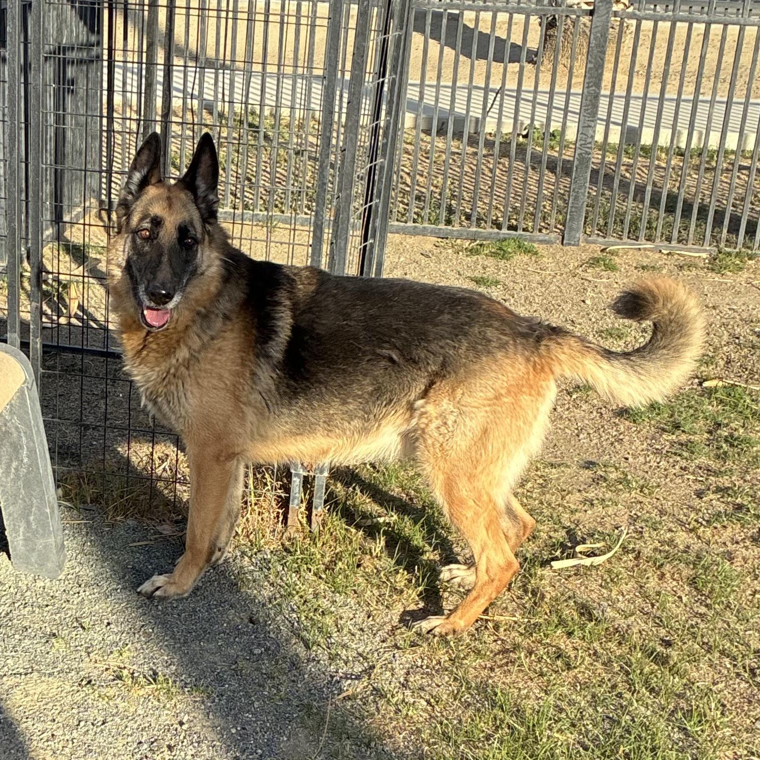 DONNA, a Adoptable German Shepherd Dog in Delano, CA image 1/3