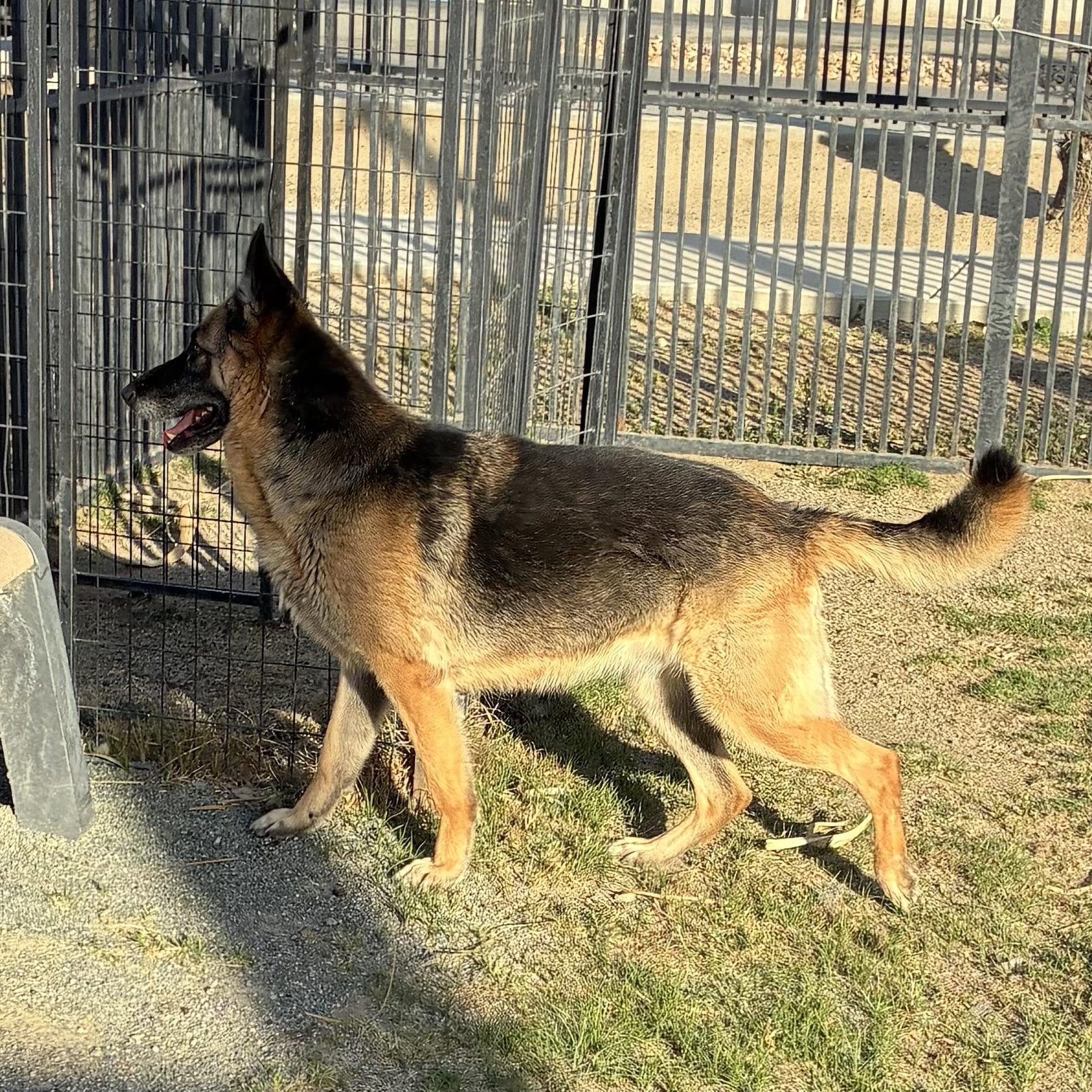 Enlarge DONNA, a Adoptable German Shepherd Dog in Delano, CA image 2/4
