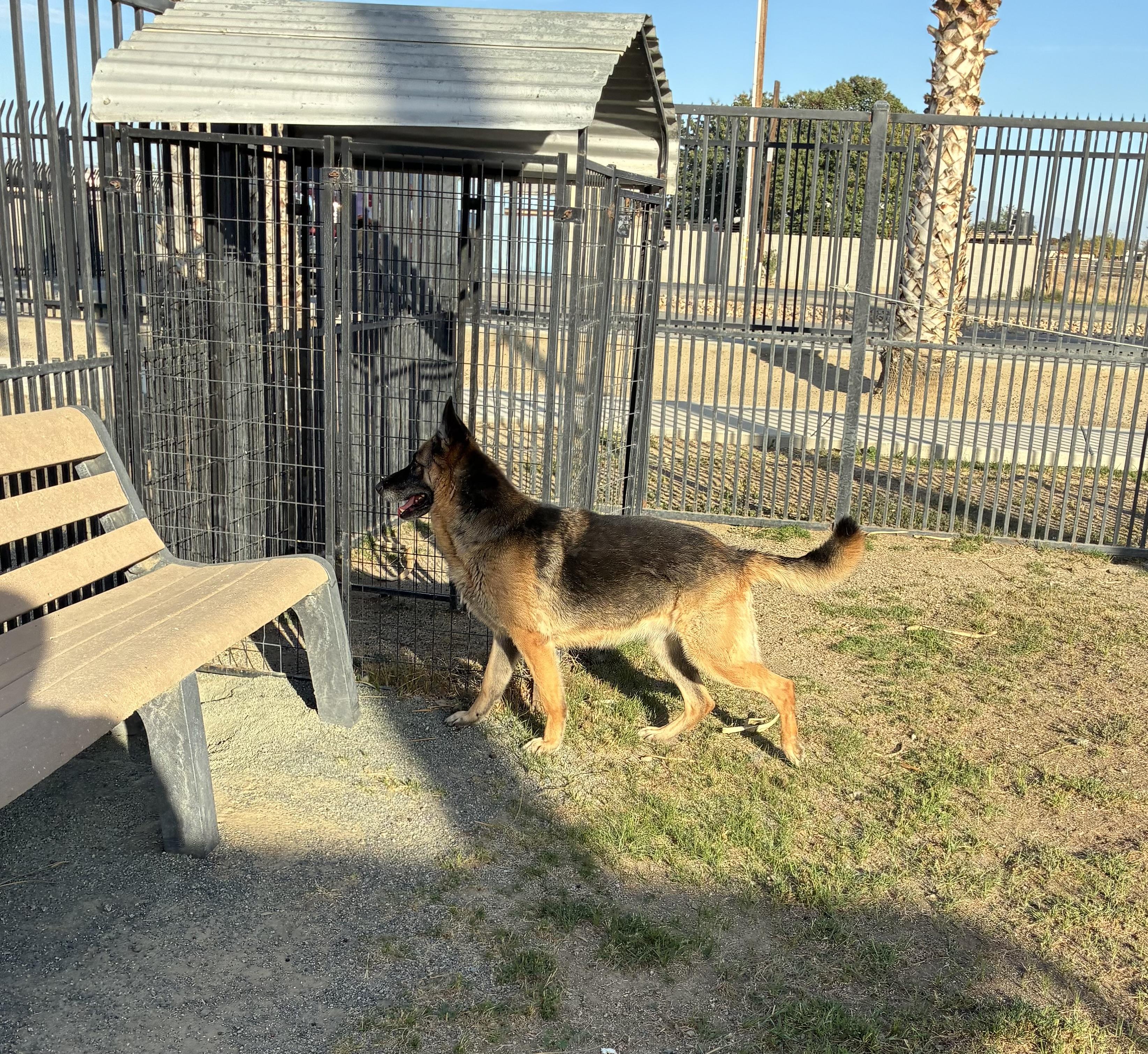 DONNA, a Adoptable German Shepherd Dog in Delano, CA image 2/3