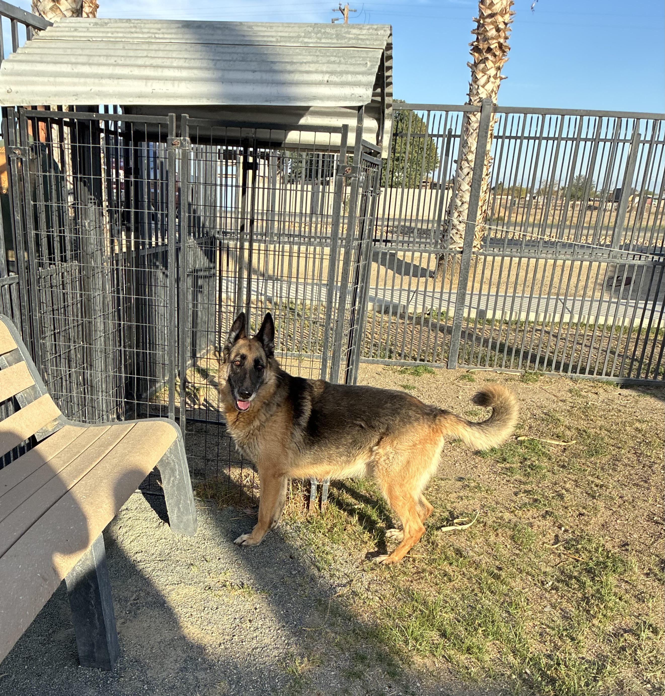 DONNA, a Adoptable German Shepherd Dog in Delano, CA image 3/3