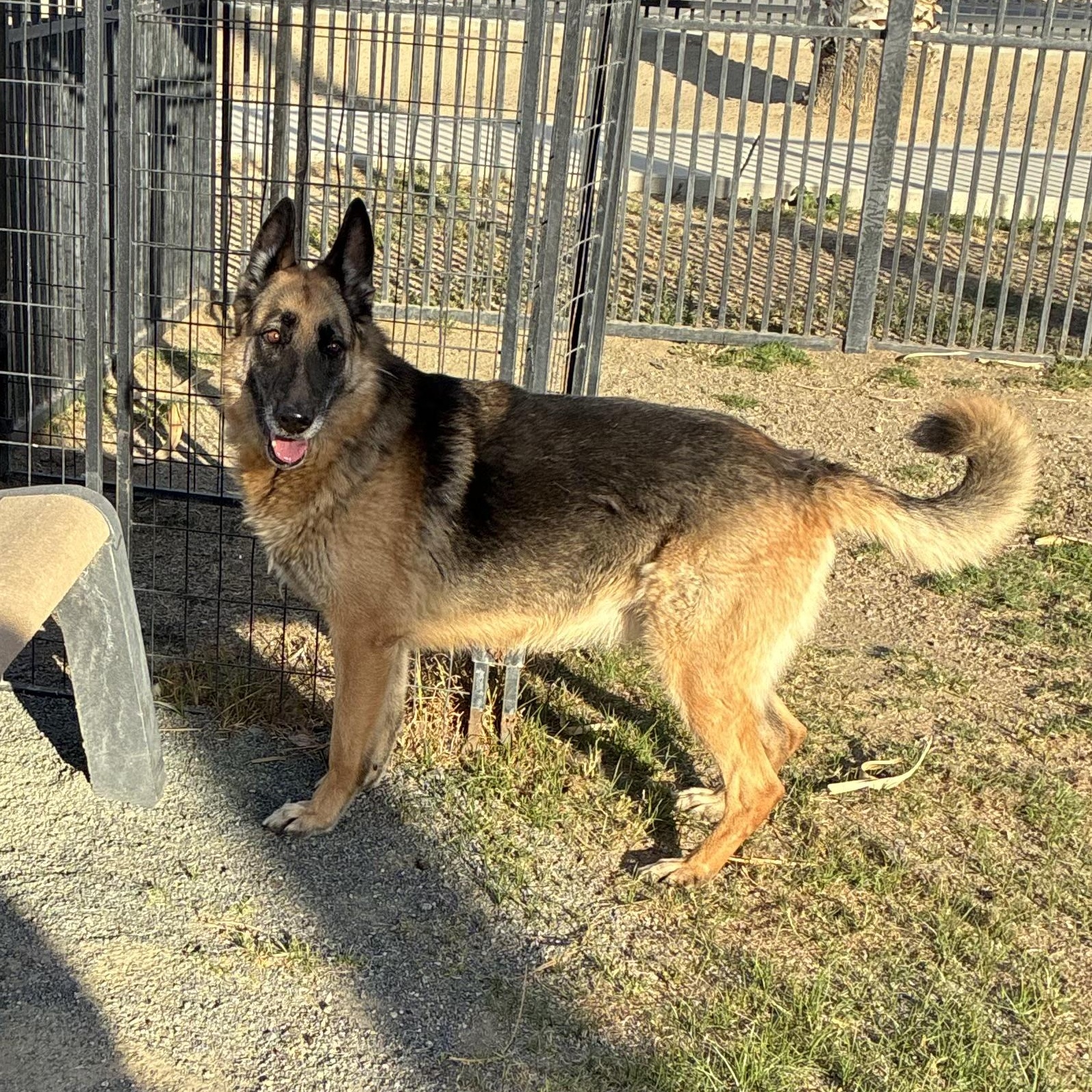 Enlarge DONNA, a Adoptable German Shepherd Dog in Delano, CA image 3/4