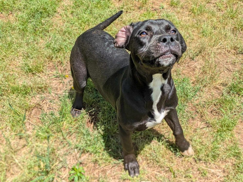 Peru, Adoptable, Young Female Pit Bull Terrier.