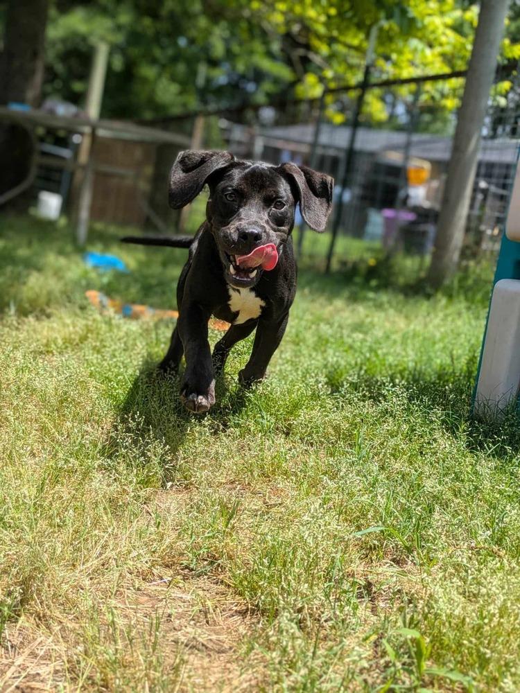 Peru, a Adoptable mixed breed in Dover, AR image 2/6