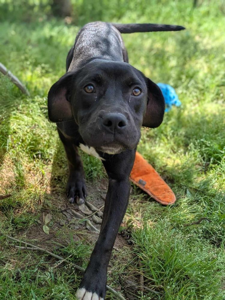 Peru, a Adoptable mixed breed in Dover, AR image 5/6