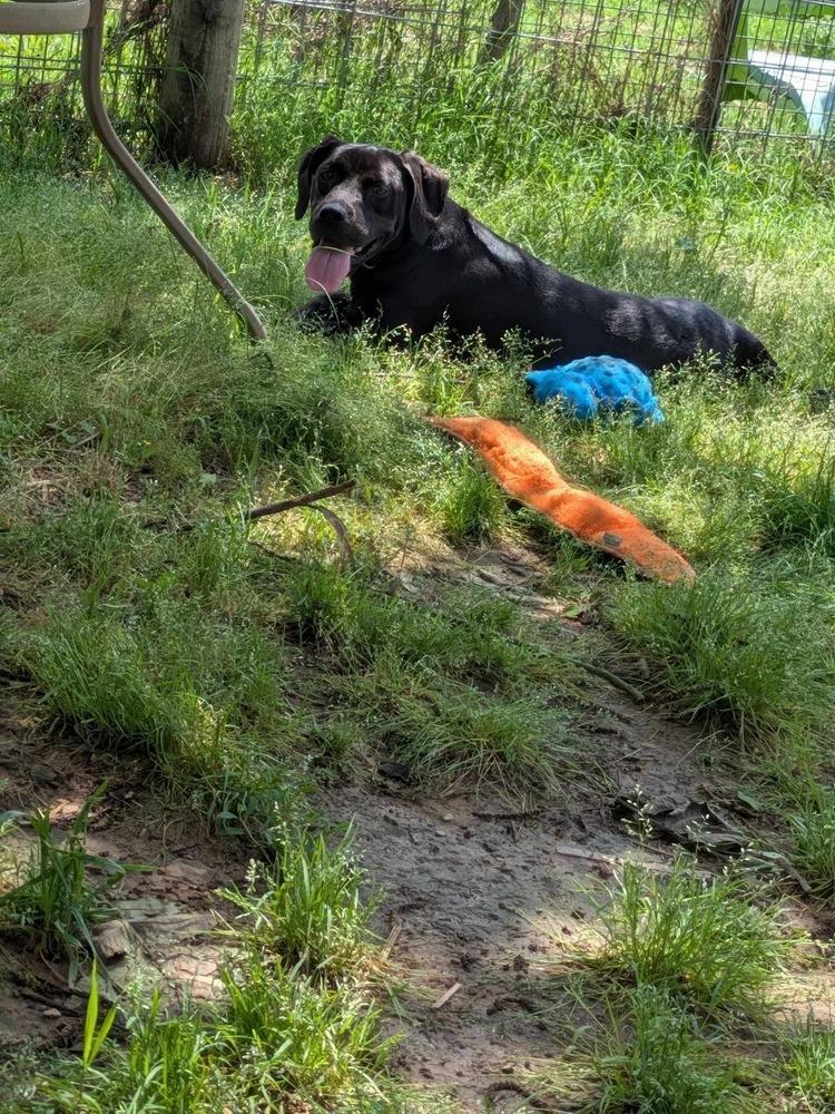 Peru, a Adoptable mixed breed in Dover, AR image 4/6