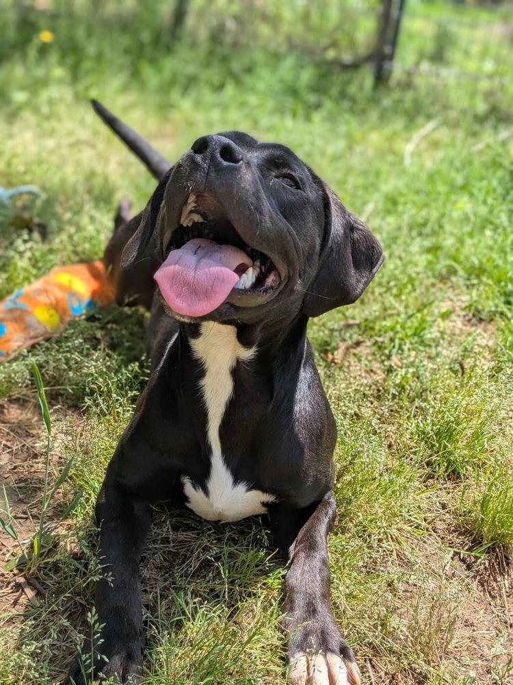 Peru, a Adoptable mixed breed in Dover, AR image 5/6