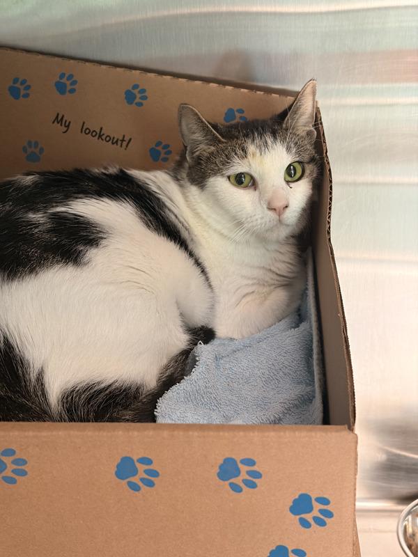 Sherry, Adoptable, Adult Female Domestic Short Hair.