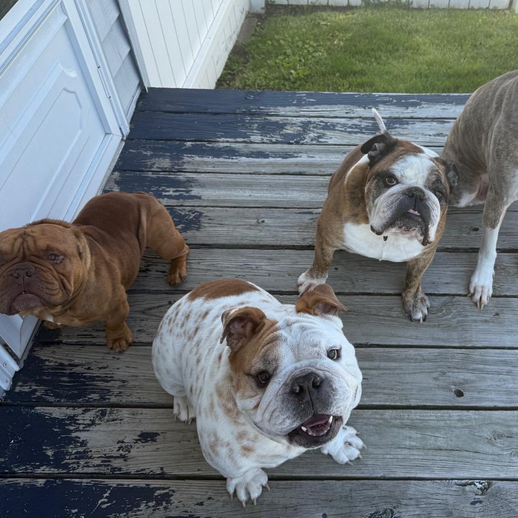 Enlarge Duke, a Adoptable English Bulldog in Huber Heights, OH image 1/5