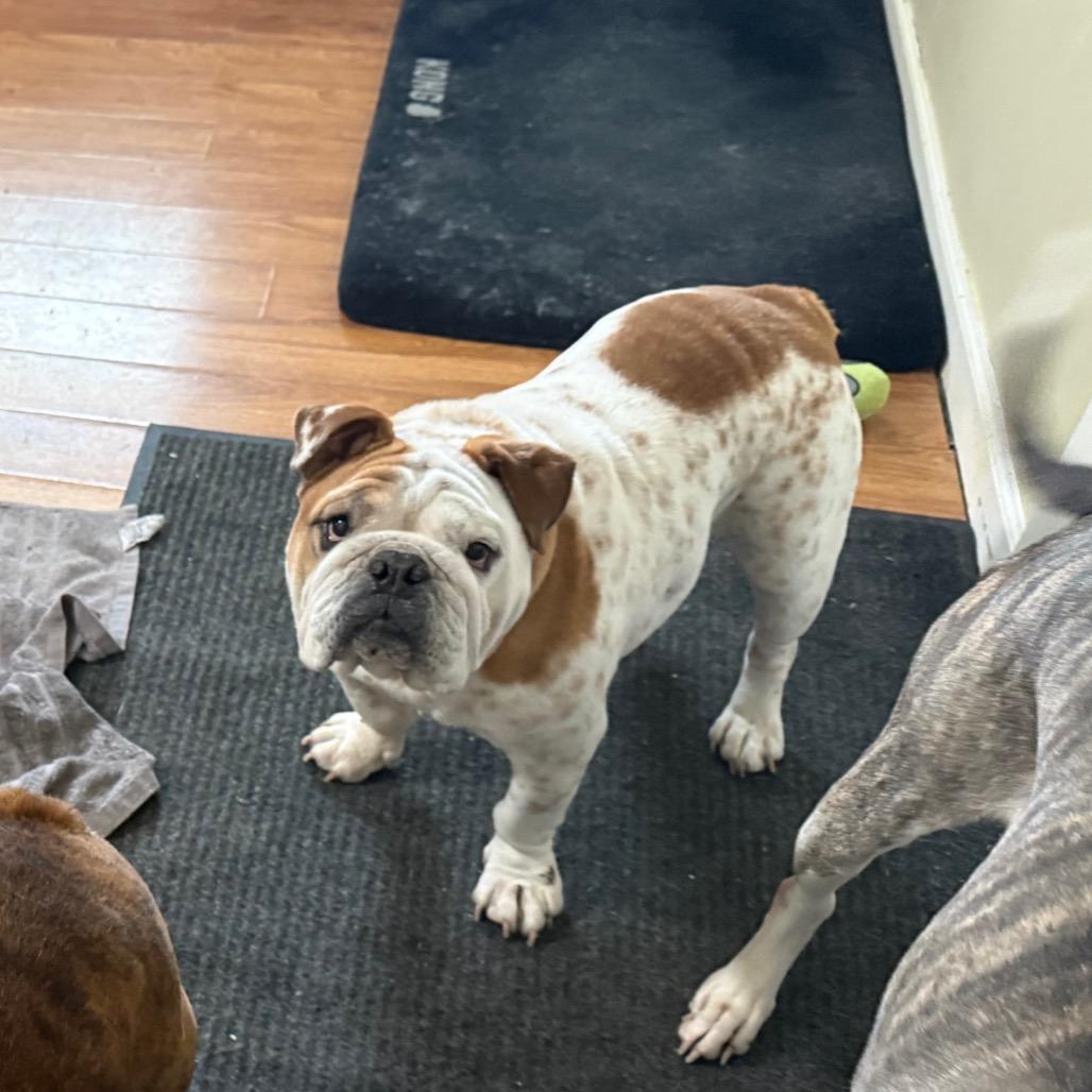 Enlarge Duke, a Adoptable English Bulldog in Huber Heights, OH image 2/5